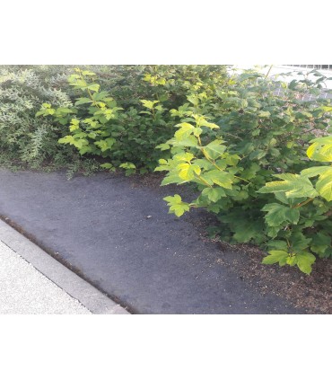 Toile de paillage biodégradable