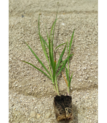 Minimottes de Miscanthus giganteus : le format économique pour les grandes surfaces