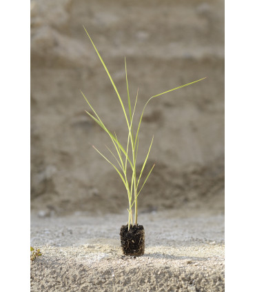 Minimottes de Miscanthus giganteus : le format économique pour les grandes surfaces