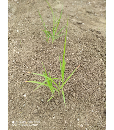 photo plant miscanthus planté champ