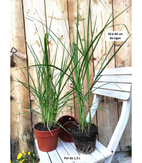 Grand pot de Miscanthus giganteus