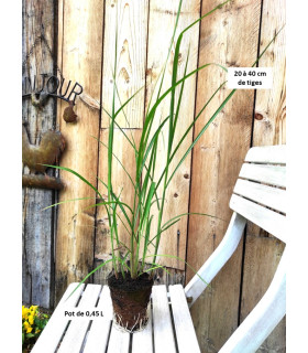 Godet de Miscanthus giganteus
