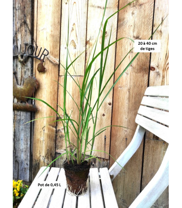 Godet de Miscanthus giganteus