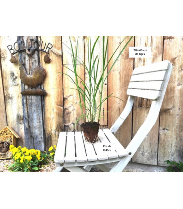 Godet de Miscanthus giganteus : le format sans plastique pour toutes les bourses