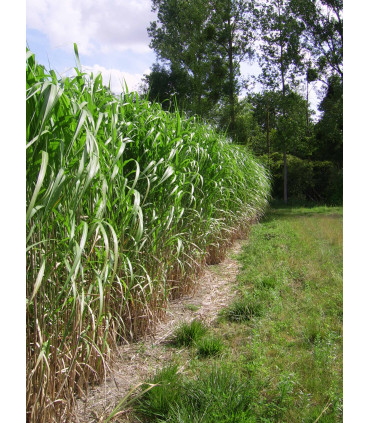 Haie de Miscanthus giganteus