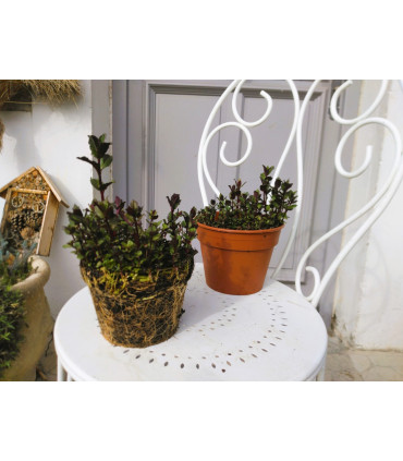 copy of Grand pot de Miscanthus giganteus : le format « confort » pour les jardiniers pressés !