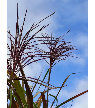 Minimottes de Miscanthus giganteus : le format économique pour les grandes surfaces