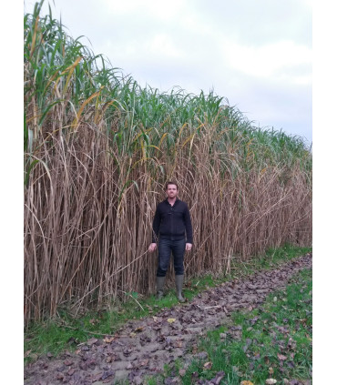 Rhizomes de Miscanthus giganteus