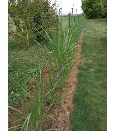 Rhizomes de Miscanthus giganteus